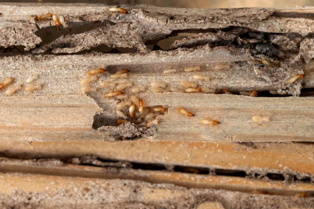Best Local Pest Control Services  in Winter Gardens, CA